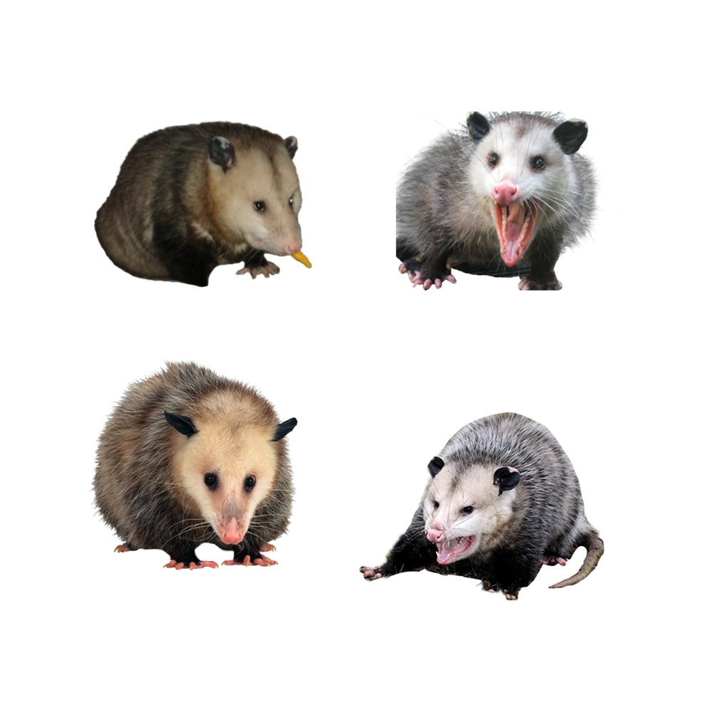 Possum Pack .png