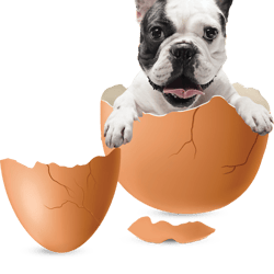 dog in the egg dog in the egg essential