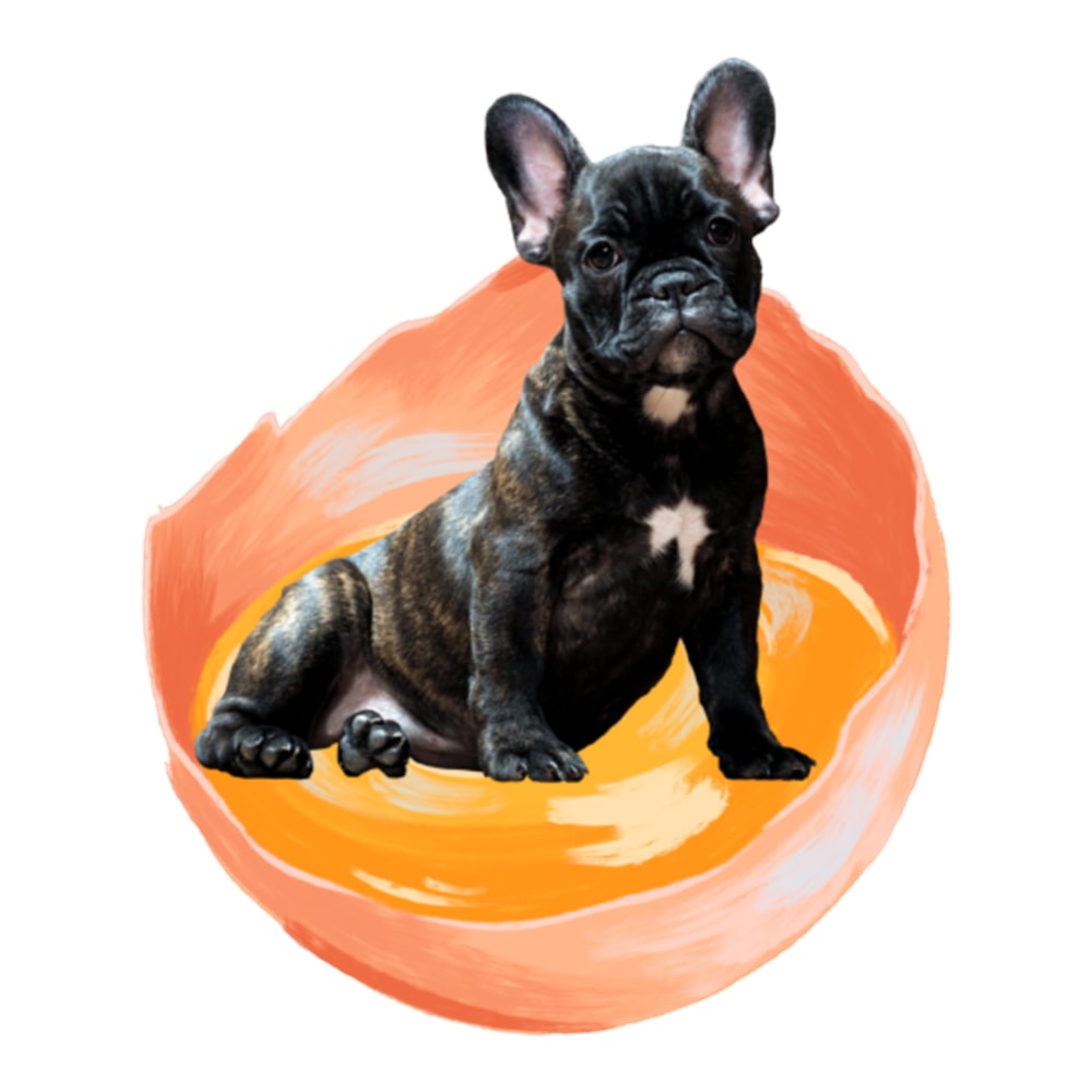 Dog in the egg, dog in the egg, dog in the egg .png
