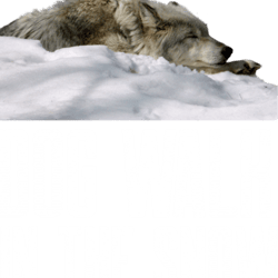 dog walk in the snowby zenamay3