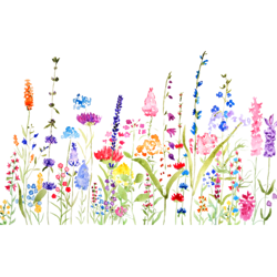 colorful wild flower field