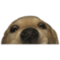 Doggo .png