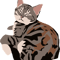 Gray Tabby Kitty .png