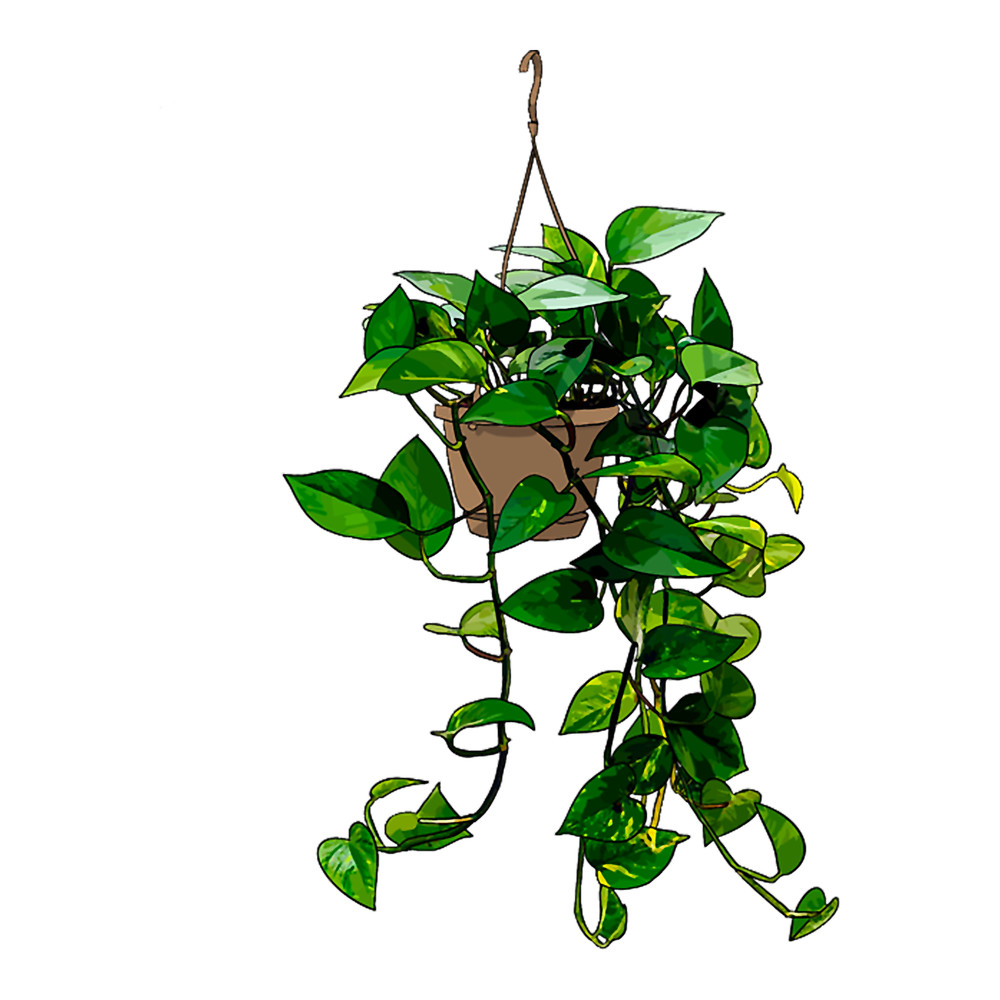 Hanging Pothos Plant .png