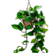 Hanging Pothos Plant .png