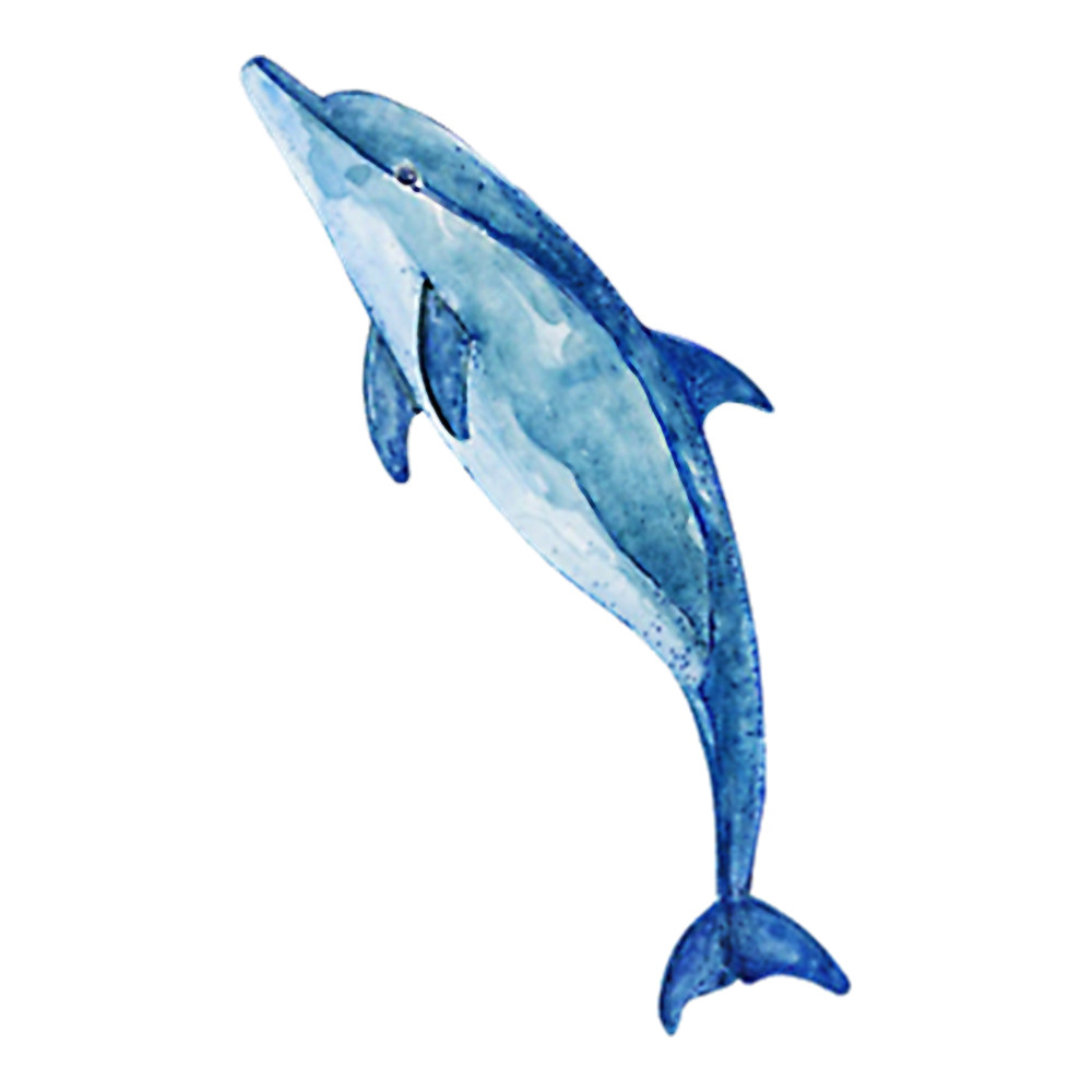 Bottlenose Dolphin Long .png