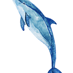 bottlenose dolphin long