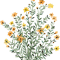 yellow floral sun flower .png
