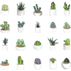 succulents