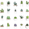 Succulents.png