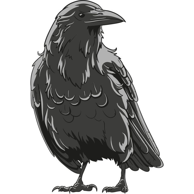 Crow Illustration .png