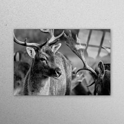 Wall Decor, Tempered Glass, Mural Art, Deer Wildlife Photo Print, Wildlife Glass Art, Deer Photo Glass Printing, Loft Gl