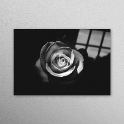 wall art, glass wall decor, wall decoration, white rose photography, flower wall decoration, rose lover gift glass print