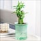 Self Watering Hydroponic Flower Pot Automatic Double Layer Planter For Effortless Indoor Plant Care 8