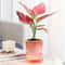 Self Watering Hydroponic Flower Pot Automatic Double Layer Planter For Effortless Indoor Plant Care 9