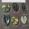 Kawaii Tropical Plant Refrigerator Magnets Begonia & Monstera Whiteboard Magnets for Home Decor
