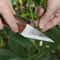 Premium Wooden Handle Grafting Knife Garden Hand Tool for Precise Pruning & Plant Propagation