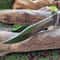 Premium Steel Hunting Knife with Wooden Handle Sharp & Durable Outdoor Knife