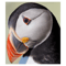 An Inquisitive Puffin .png