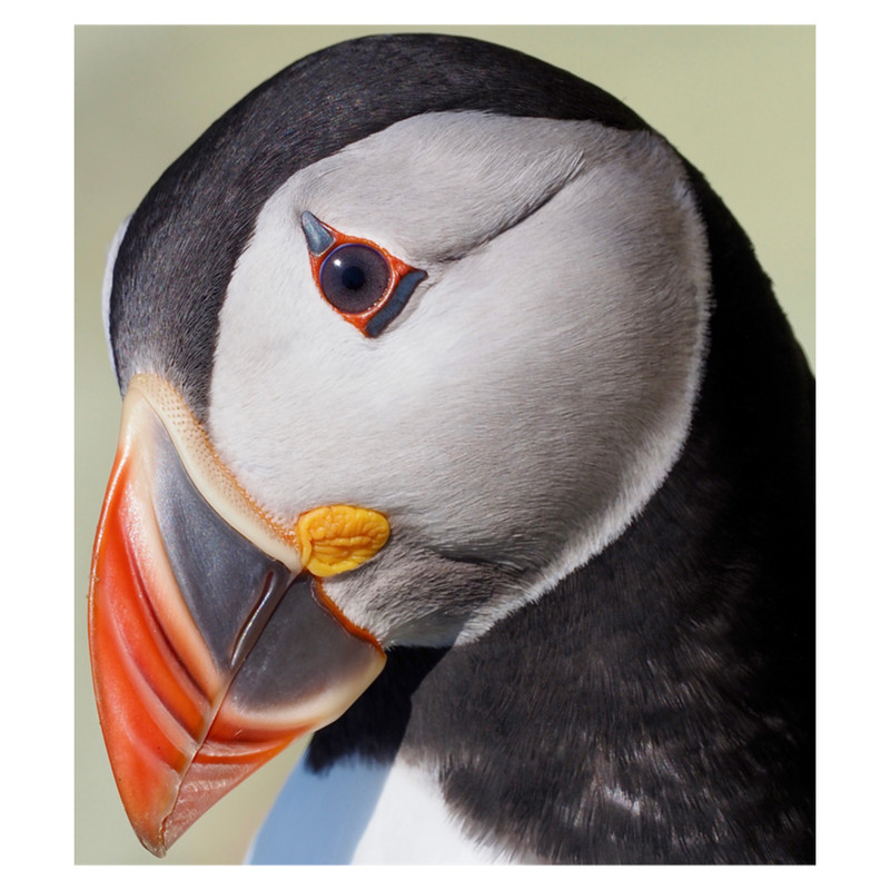 An Inquisitive Puffin .png