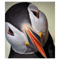An Inquisitive Puffin .png
