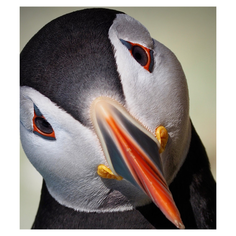 An Inquisitive Puffin .png