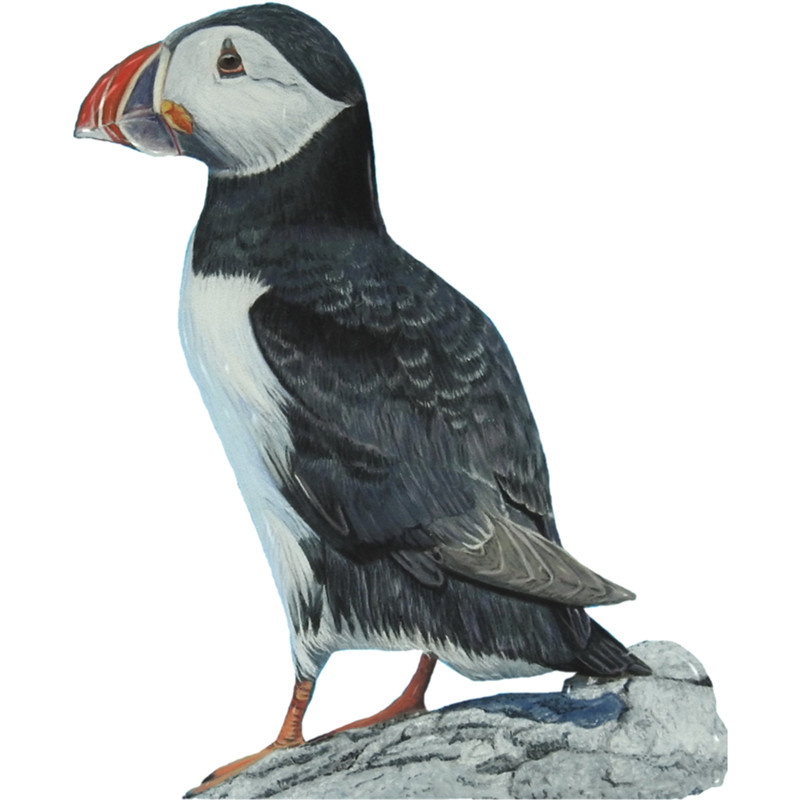puffin .png