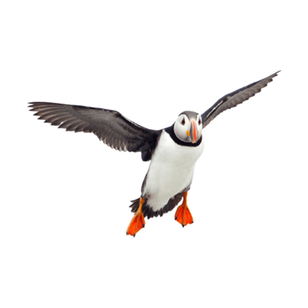 Puffin Flying Puffin .png