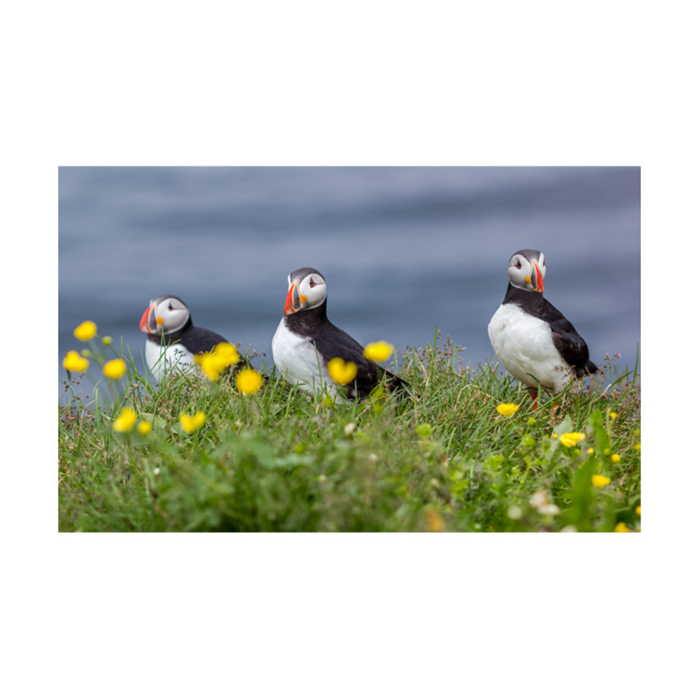 puffin in Iceland Long .png