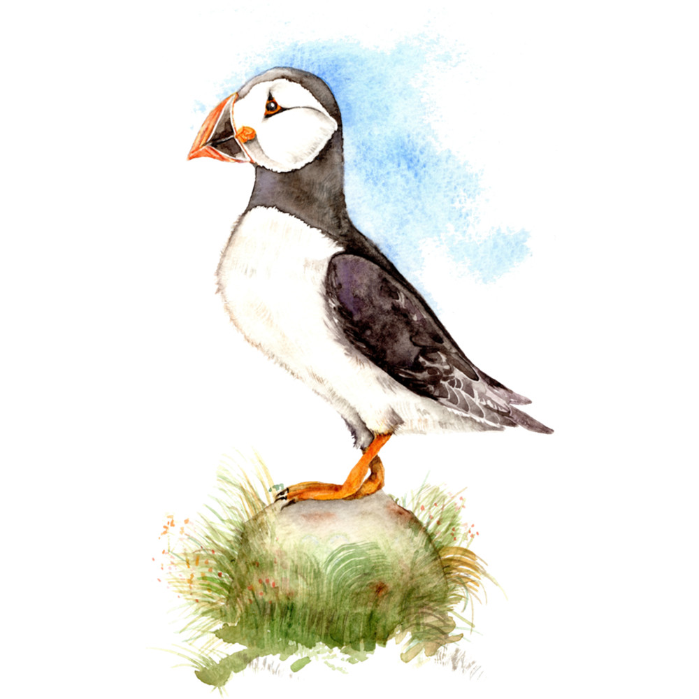 Puffin on a Rock .png