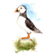 Puffin on a Rock .png