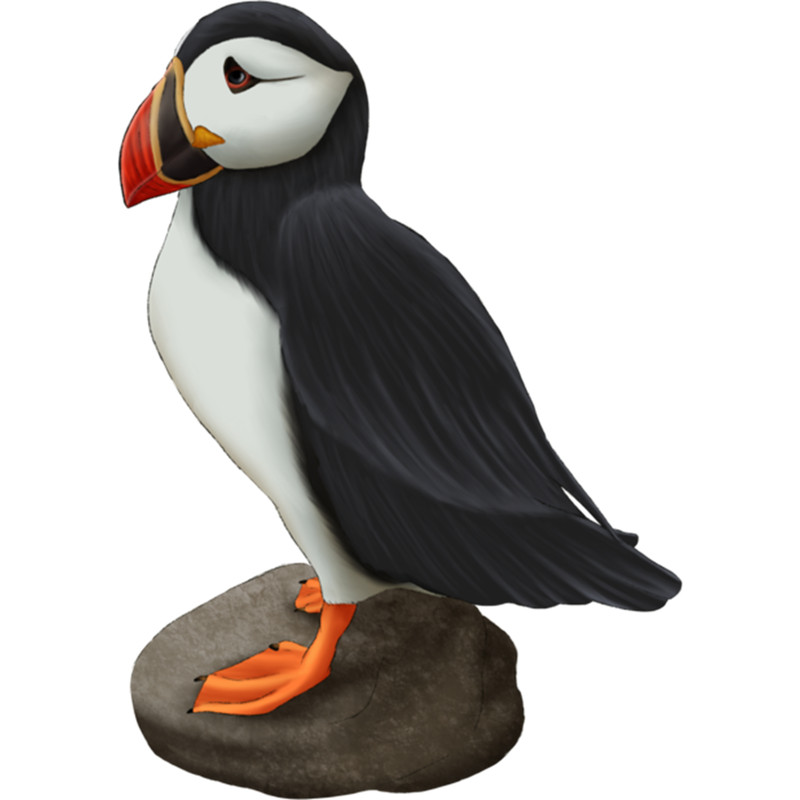 Puffin On Rock Digital Painting .png