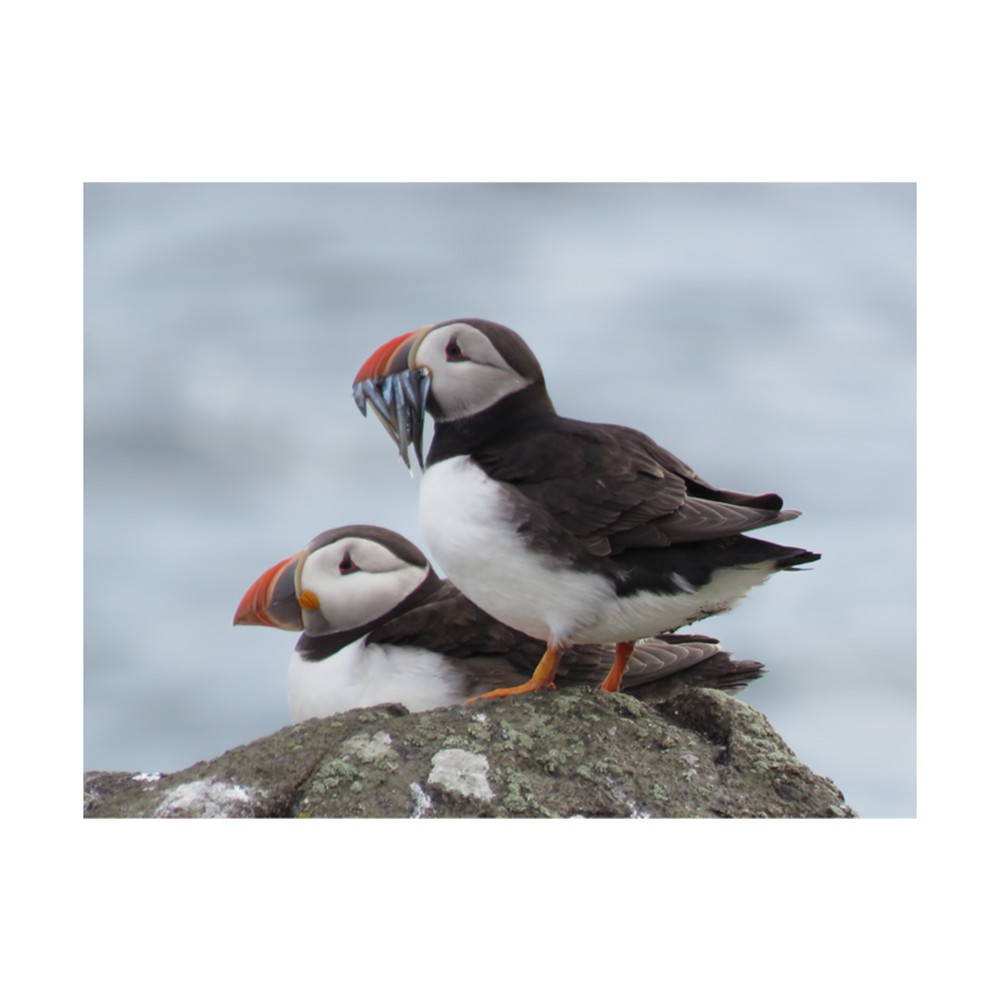 Puffin Perfection .png