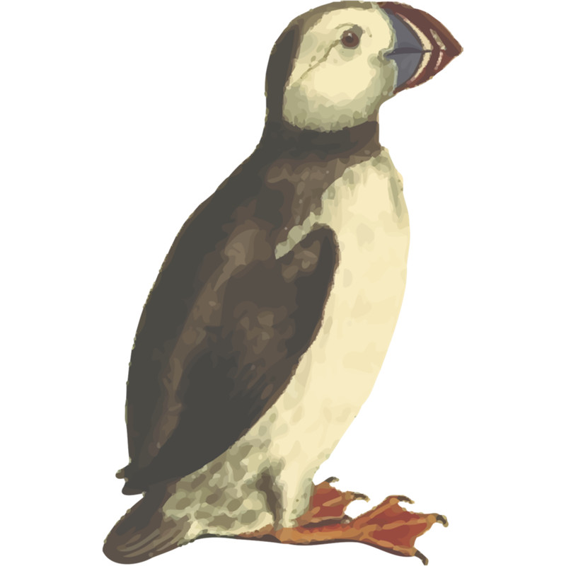 Puffin rock .png