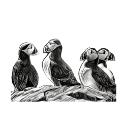 puffin shirt  nature lover shirt  bird watcher shirt  puffin gift  puffin lover shirt  animal s