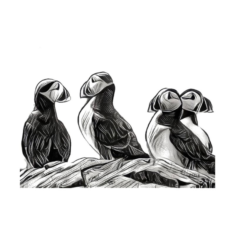 Puffin Shirt - Nature Lover Shirt - Bird Watcher Shirt - Puffin Gift - Puffin Lover Shirt - Animal S.png