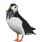 Puffin With A Mouthful Of Fish Painting .png