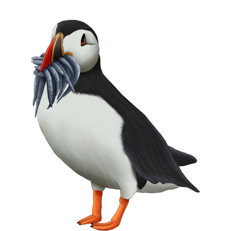 Puffin With A Mouthful Of Fish Painting .png
