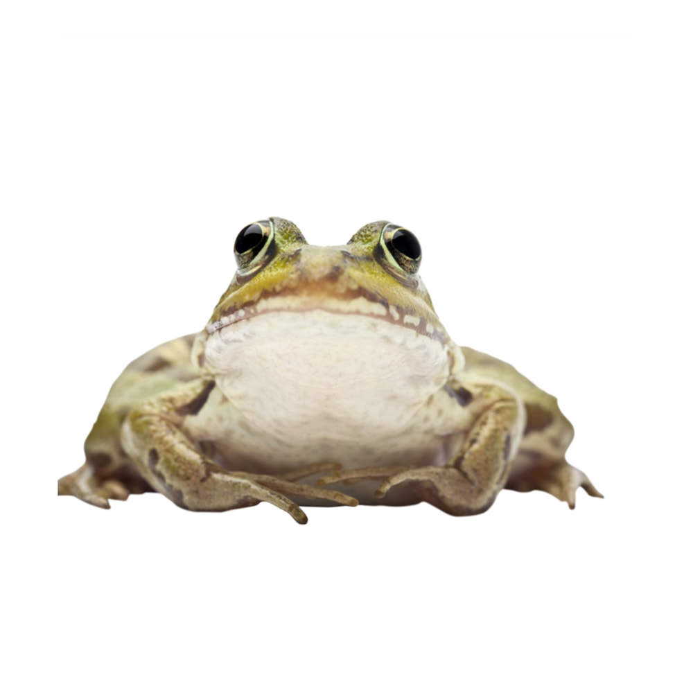 Kermit The Frog (14).png