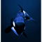 Orca Art.png