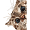 Peeking Cat.png