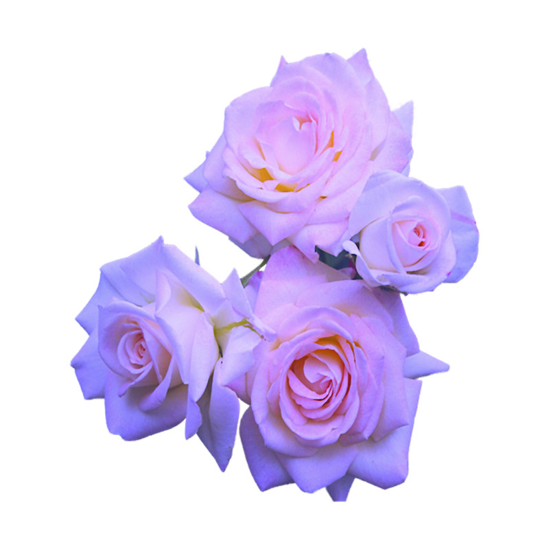 Roses .png
