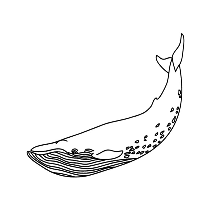 Whale .png