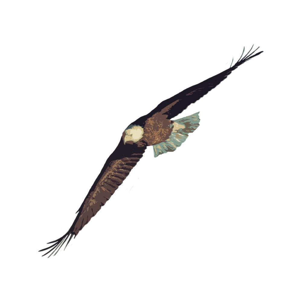 Eagle Bird Drawing - American Pride.png