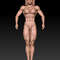 3D Model STL file Bodybuilder