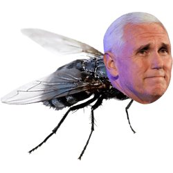 pence head fly