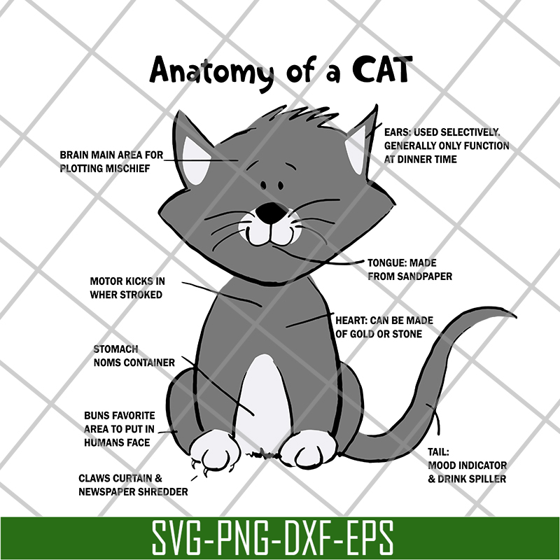 FN15062112-Cat Anatomy For svg, png, dxf, eps digital file FN15062112.jpg