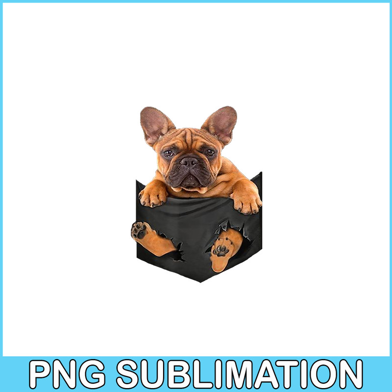 HL16102369-French Bulldog In a Pocket Mid PNG, Frenchie Dog Lover PNG, French Dog Artwork PNG.png
