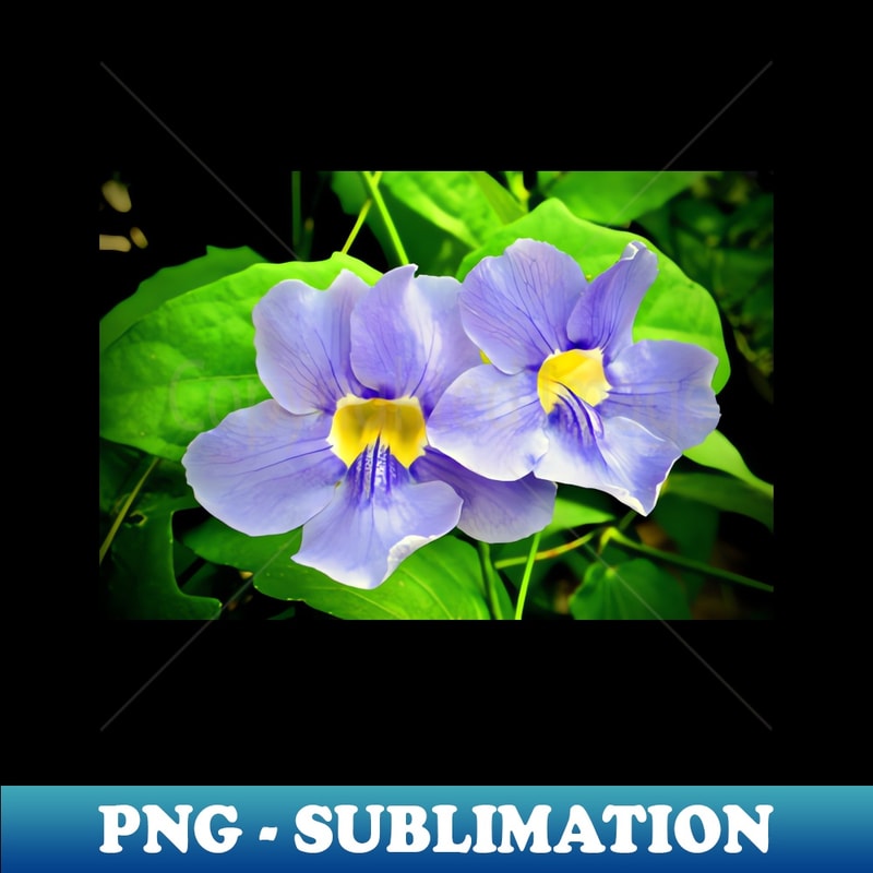 HT-26558_Streptocarpus Speicies Blue Flowers 9043.jpg