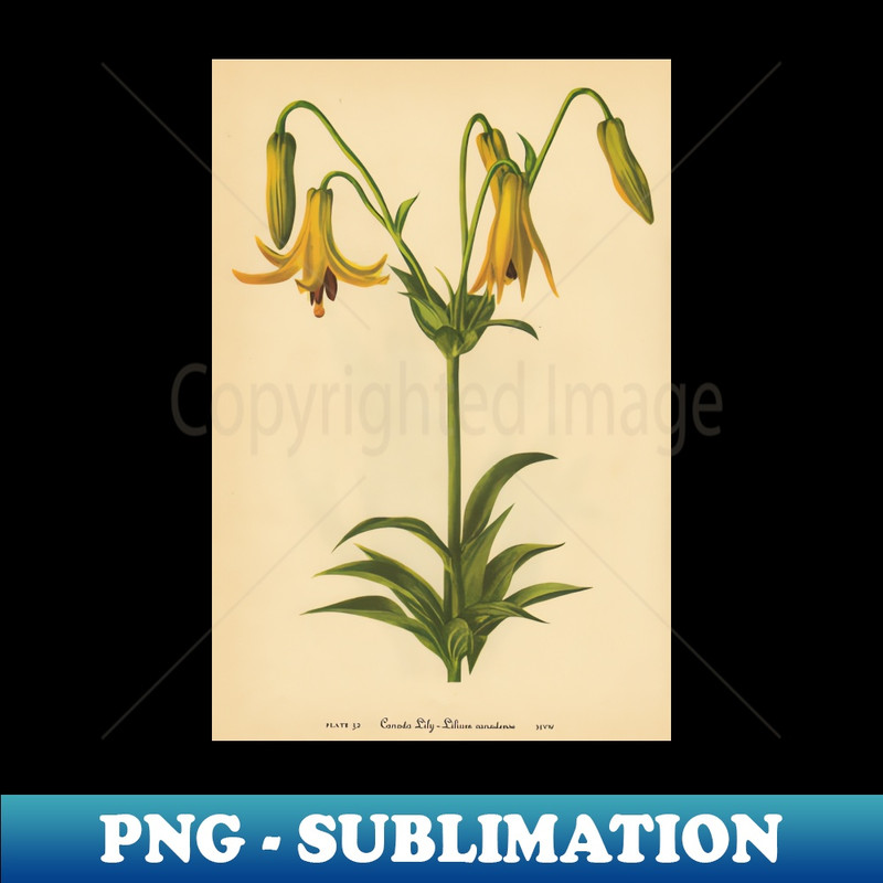 IV-5502_Canada Lily-Available As Art Prints-MugsCasesDuvetsT ShirtsStickersetc 7199.jpg